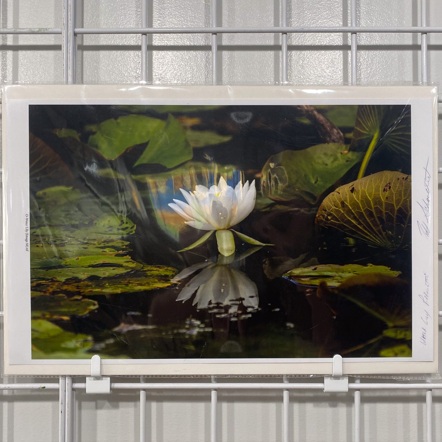 Water lily pirouette