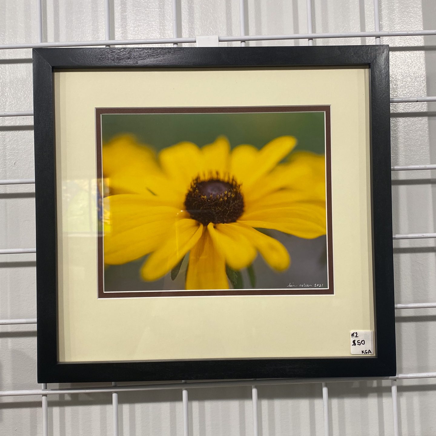 Black Eyed Susan